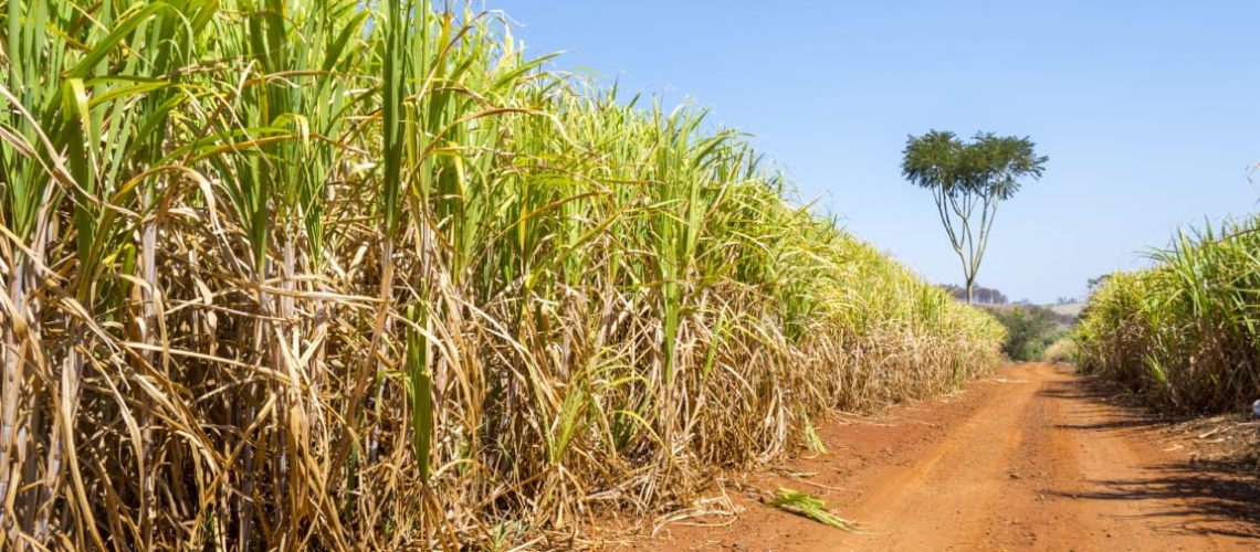 sugarcane-plantation-sunny-day (Medium)